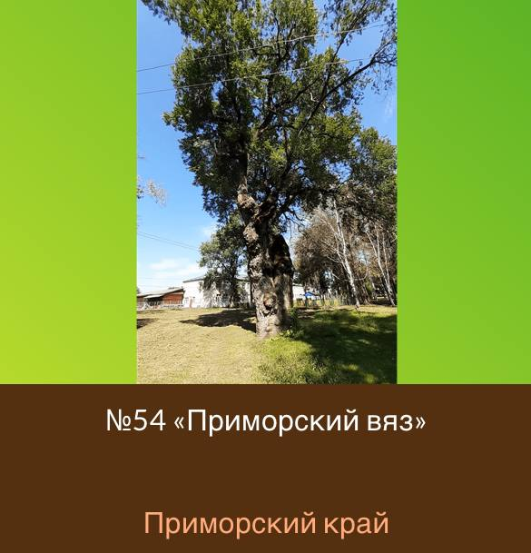 Голосование за главное дерево страны проходит на сайте Всероссийской программы «Деревья – памятники живой природы» www.rosdrevo.ru 