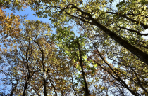 Более 65 тысяч гектаров леса восстановили в Приморье за пять лет