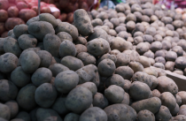 Картофель по социальной цене завезли в пострадавшие от ЧС районы Приморья