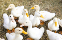 Ветврачи Приморья предупредили об опасности птичьего гриппа