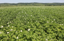 Объемы производства картофеля намерены восстановить после наводнения в Приморье