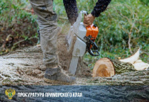 В Приморье «чёрный» лесоруб предстанет перед судом