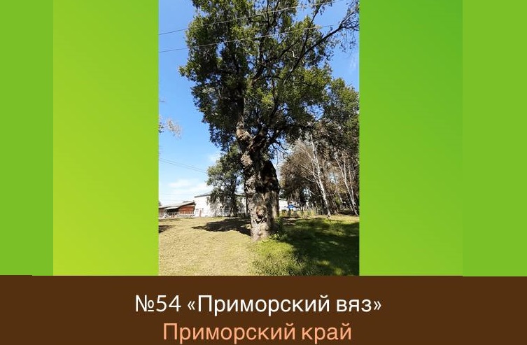 Голосование за главное дерево страны проходит на сайте Всероссийской программы «Деревья – памятники живой природы» www.rosdrevo.ru 