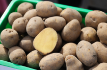 Минсельхоз Приморья: Увеличиваем поставки, стабилизируем цены на овощи