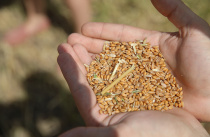 Аграрии Приморья зарегистрируют зерно нового урожая.